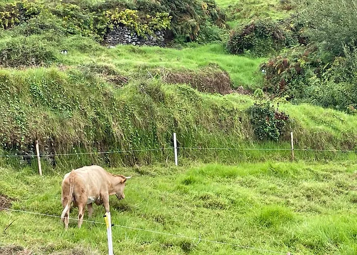 Kemp The Tiny Black Bird